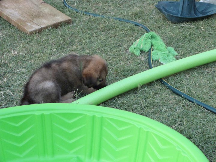 chinook dog